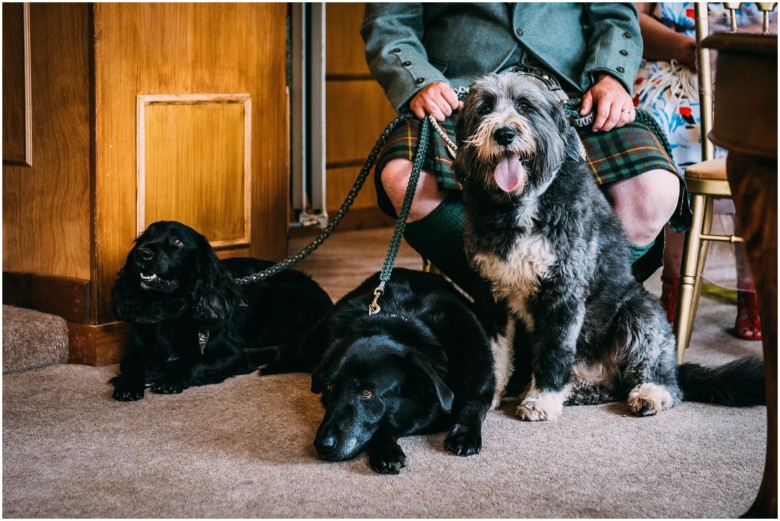 dogs at a wedding